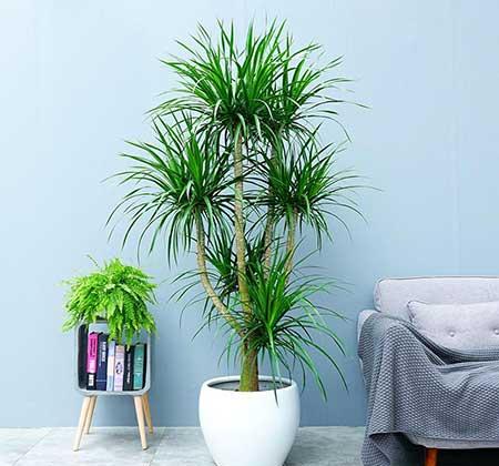 适合在客厅里养的大型植物