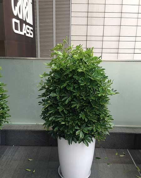 适合在客厅里养的大型植物