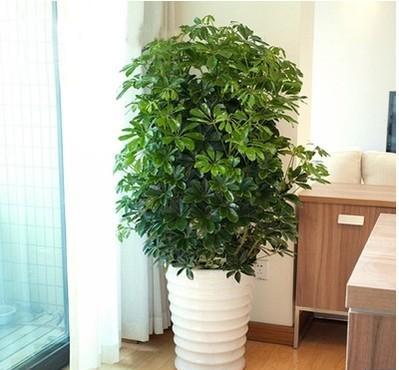 适合在客厅里养的大型植物