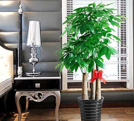 适合在客厅里养的大型植物