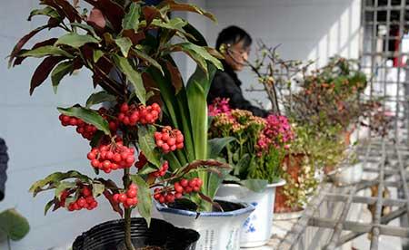适合在高层阳台养的花