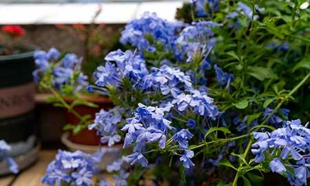 适合在高层阳台养的花