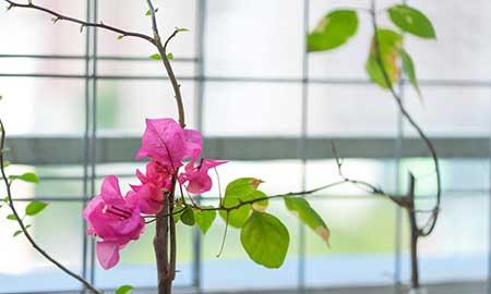 适合在高层阳台养的花