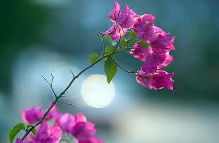 适合在高层阳台养的花