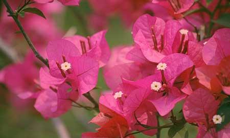 适合在高层阳台养的花