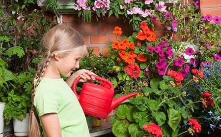 适合在高层阳台养的花