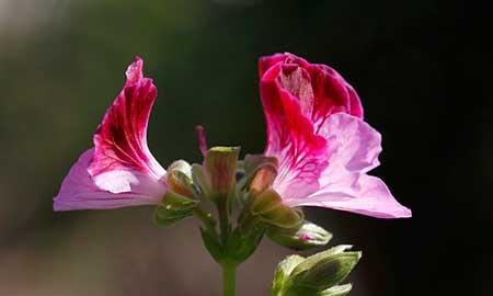 适合在高层阳台养的花