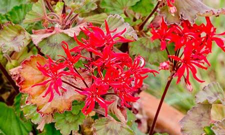 适合在高层阳台养的花