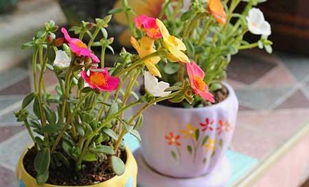 适合在高层阳台养的花