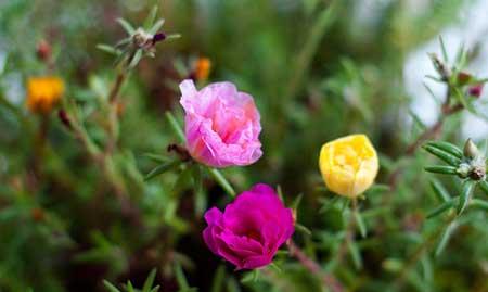 适合在高层阳台养的花