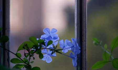 适合在高层阳台养的花