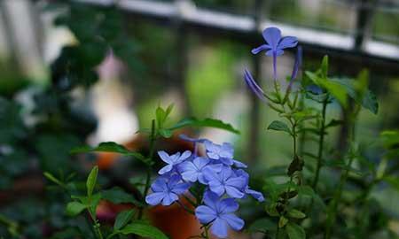 适合在高层阳台养的花
