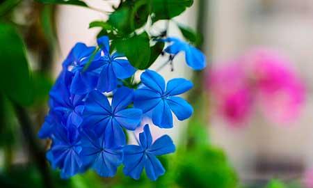 适合在高层阳台养的花