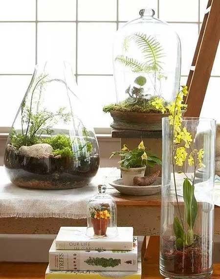 适合在玻璃瓶内养的花