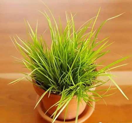 适合在玻璃瓶内养的花