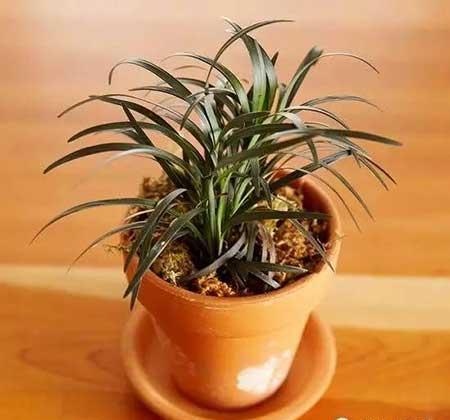 适合在玻璃瓶内养的花