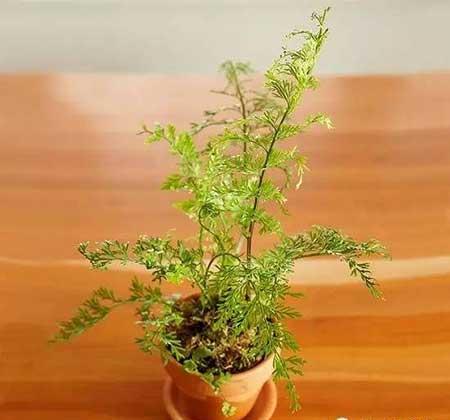 适合在玻璃瓶内养的花