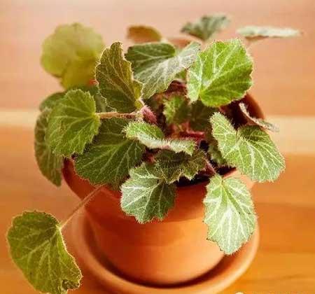 适合在玻璃瓶内养的花