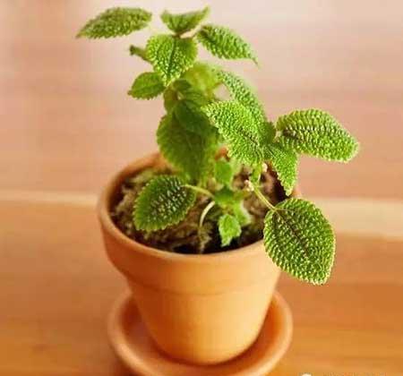 适合在玻璃瓶内养的花