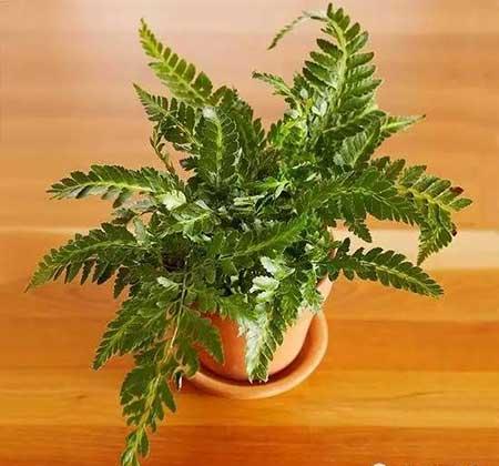 适合在玻璃瓶内养的花