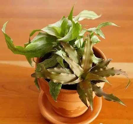 适合在玻璃瓶内养的花