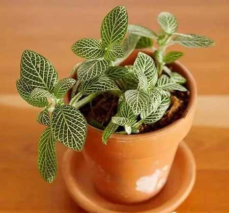 适合在玻璃瓶内养的花