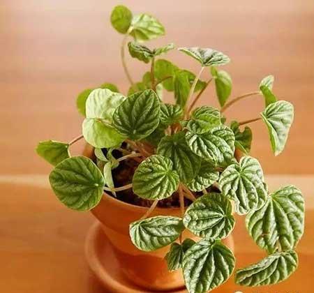 适合在玻璃瓶内养的花