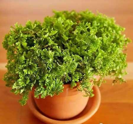 适合在玻璃瓶内养的花