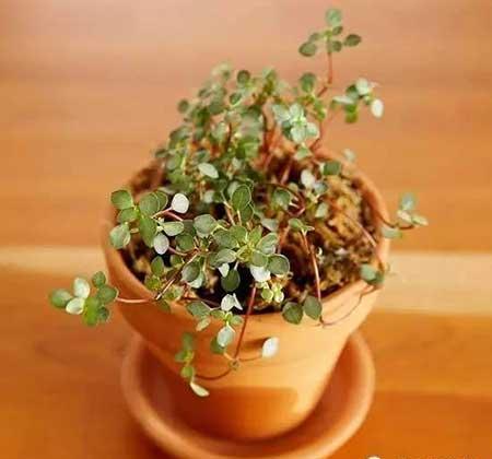 适合在玻璃瓶内养的花