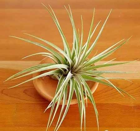 适合在玻璃瓶内养的花