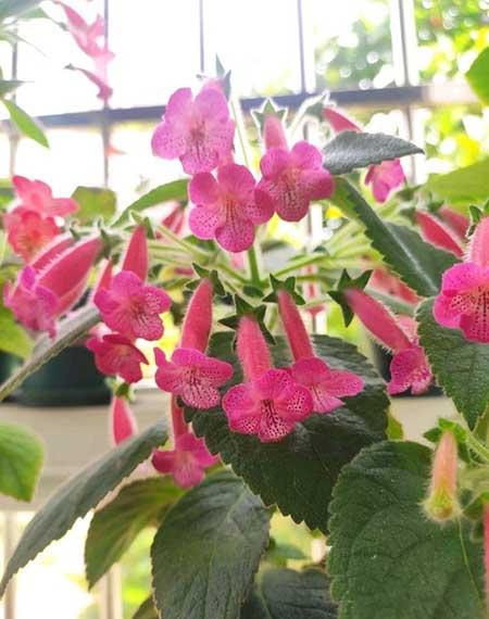 适合在北方室内养的花