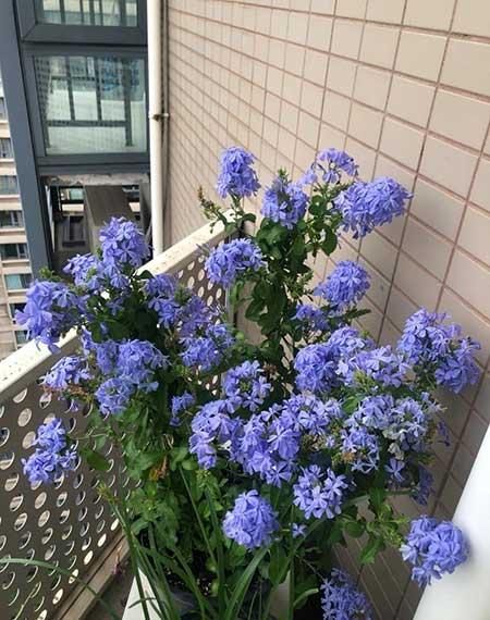 适合在北方室内养的花