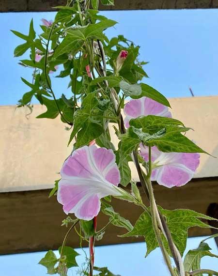 适合在北方室内养的花