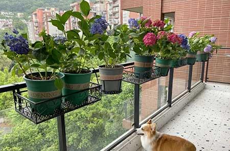 适合在北方室内养的花