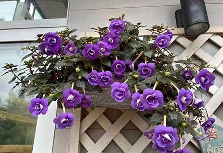 适合在北方室内养的花