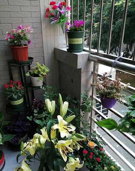 适合在北方室内养的花