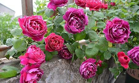 适合在北方室内养的花