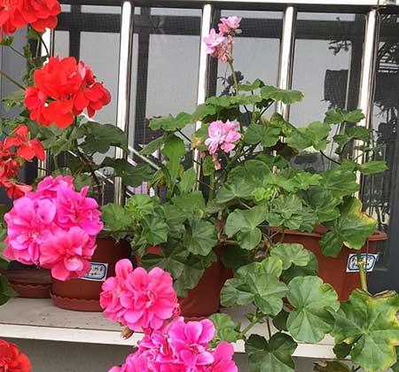 适合在北方室内养的花