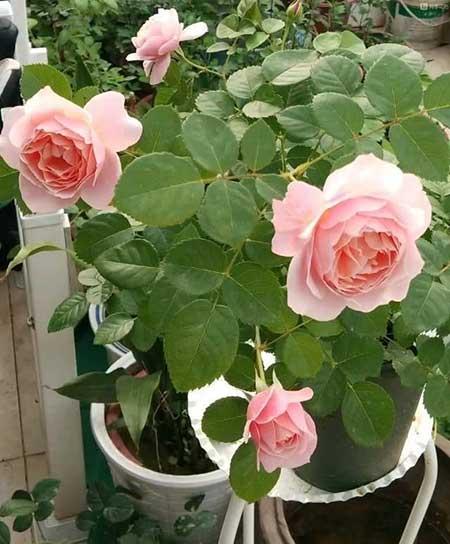 适合在北方室内养的花