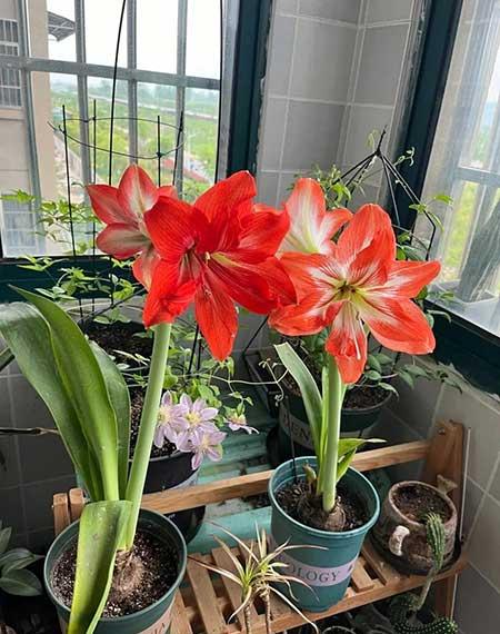 适合在北方室内养的花