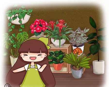 适合阴面养的绿植