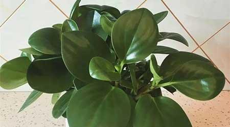 适合阴面养的绿植