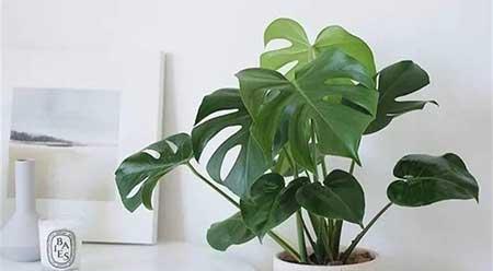 适合阴面养的绿植