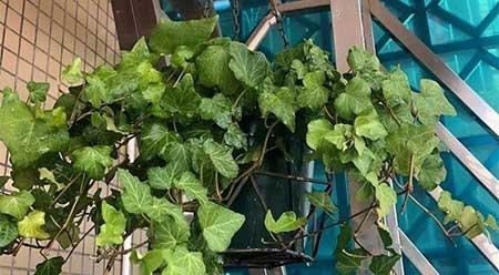 适合阴面养的绿植