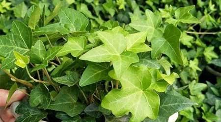 适合阴面养的绿植