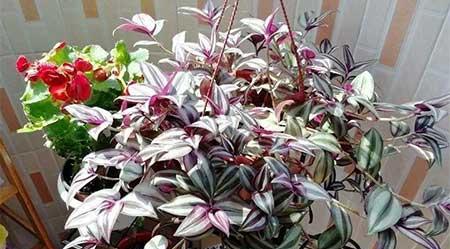 适合阴面养的绿植