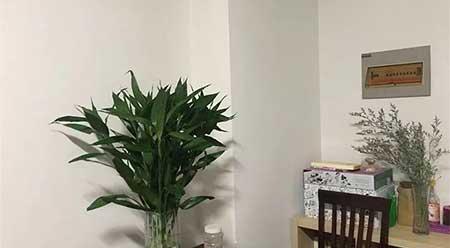 适合阴面养的绿植