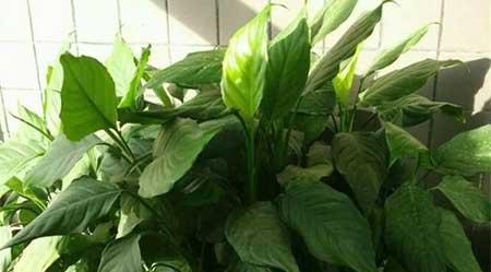 适合阴面养的绿植