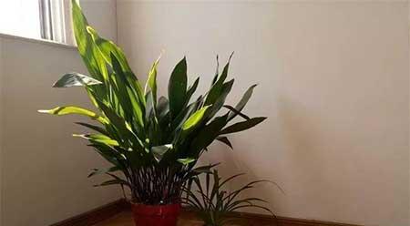 适合阴面养的绿植