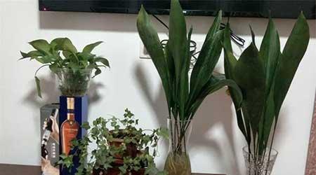 适合阴面养的绿植